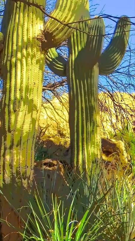 Arboretum Art Print featuring the photograph In the Shadow of Saguaros by Judy Kennedy
