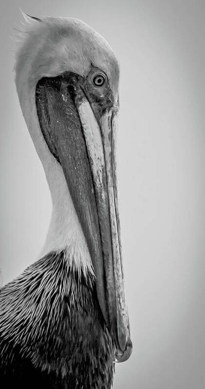 Black & White Art Print featuring the photograph Pelican Portrait by Debra Kewley