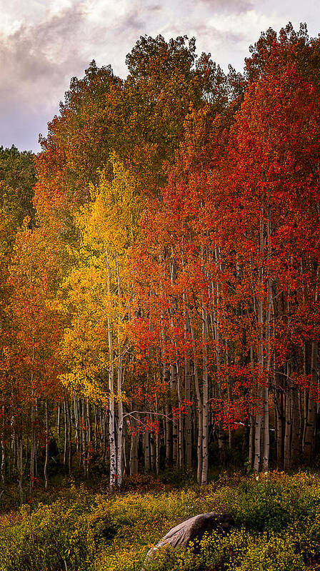 Aspen Trees Art Print featuring the photograph The Tall Ones by Dave Koch