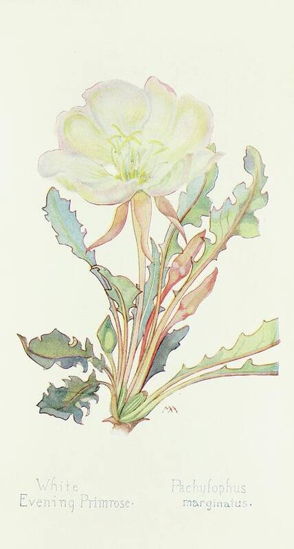 White Art Print featuring the painting White Evening Primrose by Margaret Armstrong