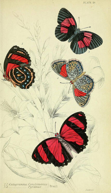 Butterflies Art Print featuring the mixed media Butterflies. William Jardine #3 by World Art Collective
