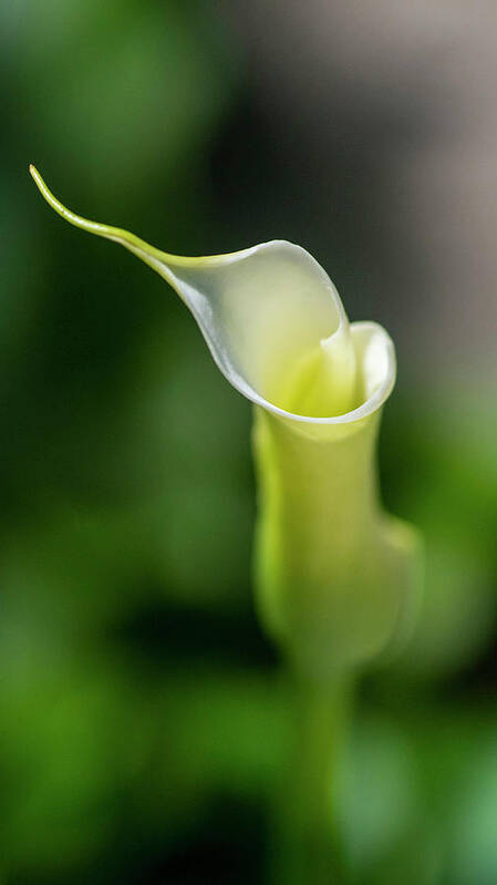 Calla Lily Art Print featuring the photograph Calla Lily 2 by Kathy Paynter