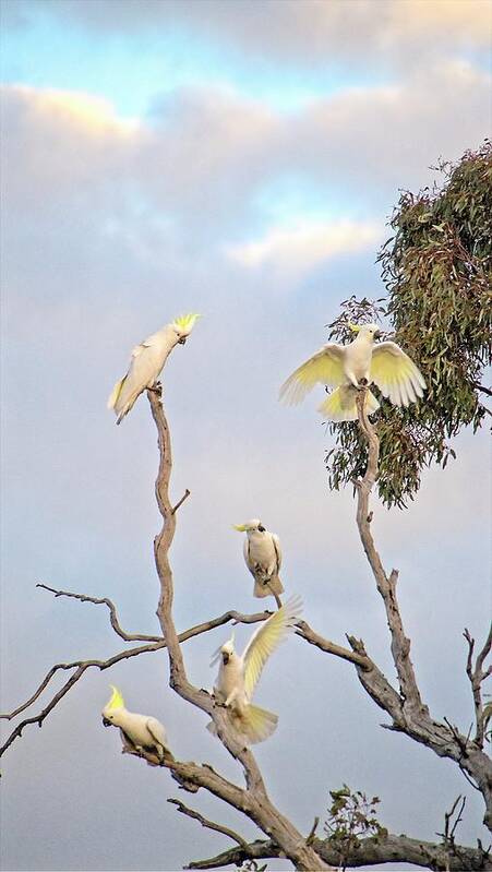 Australia Art Print featuring the photograph Cockatoos 3- Canberra - Australia by Steven Ralser