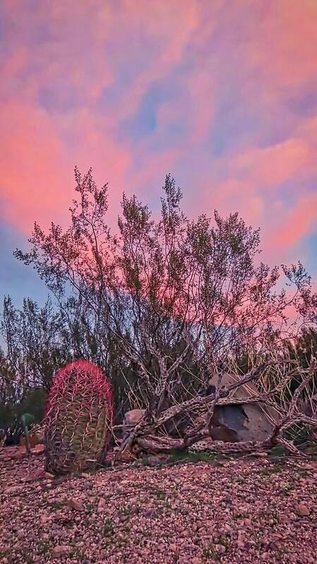 Pink Skies Art Print featuring the photograph Desert Tranquility by Judy Kennedy