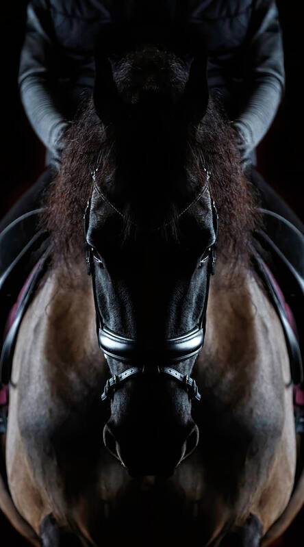 Friesian Symmetry Art Print featuring the photograph Friesian Symmetry by Wes and Dotty Weber