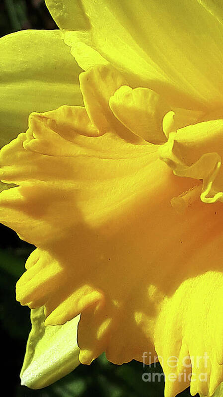 Daffodil Art Print featuring the photograph Golden Glory by Brenda Kean