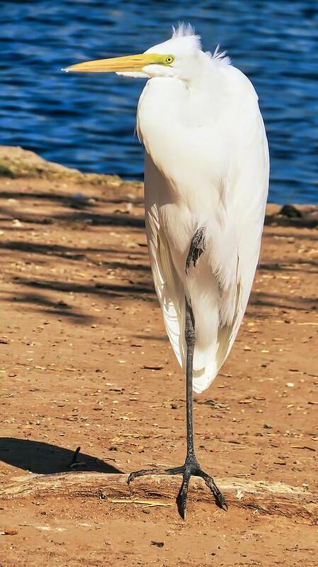 Great Egret Art Print featuring the photograph Great Egret in the Desert by Judy Kennedy