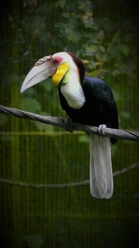 Hornbill Art Print featuring the photograph Hornbill Portrait 2 by Robert Bociaga