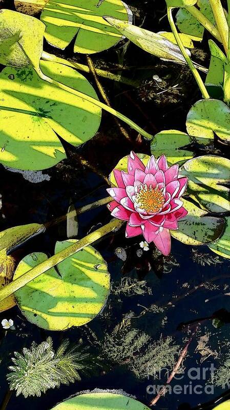 Lily Art Print featuring the photograph Illustrated Pink Lily and Pad by Anita Adams