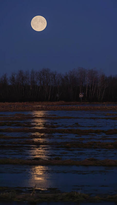Moon Reflections Art Print featuring the photograph Moon Reflections by Brook Burling