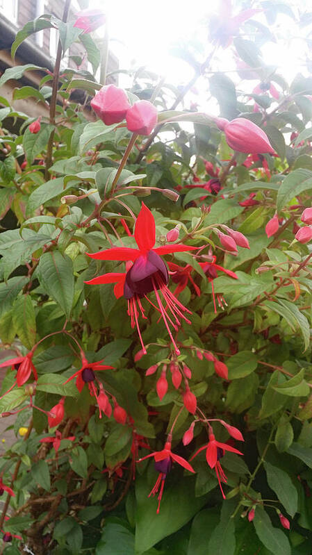 Fuchsias Art Print featuring the photograph Red Fuchsias in Surrey by Roxy Rich