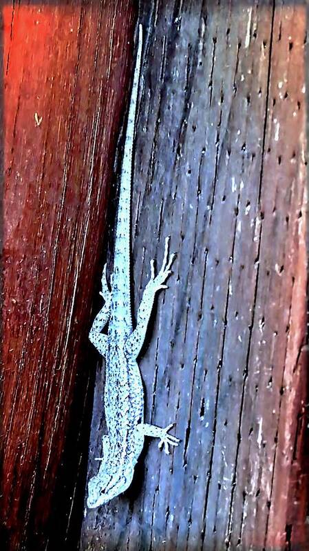 Waywardmuse Art Print featuring the photograph Side-Blotched Lizard by Judy Kennedy