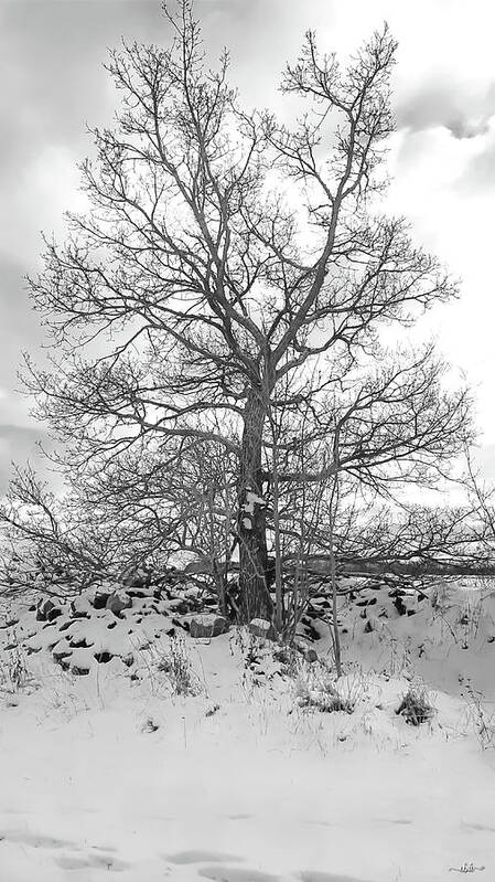 Tree Art Print featuring the photograph Tree in the Snow by Elaine Berger