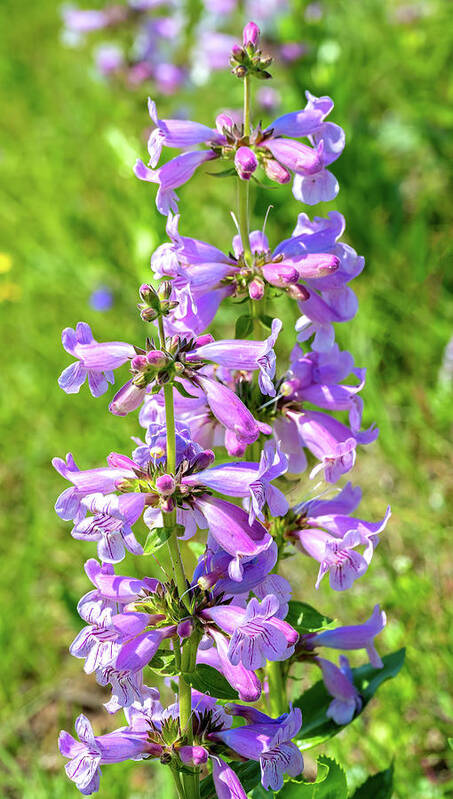 Texas Wildflowers Art Print featuring the photograph Wild Foxglove by Lynn Bauer