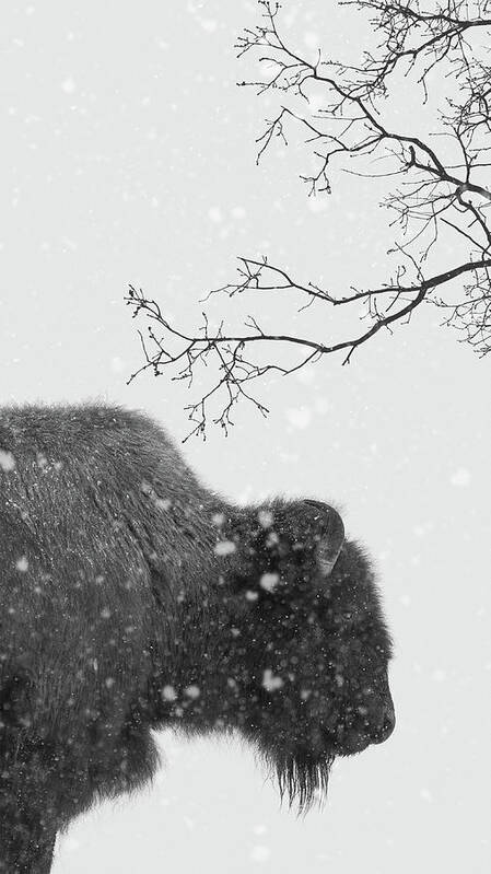 Bison Art Print featuring the photograph Winter Wood Bison by Scott Slone