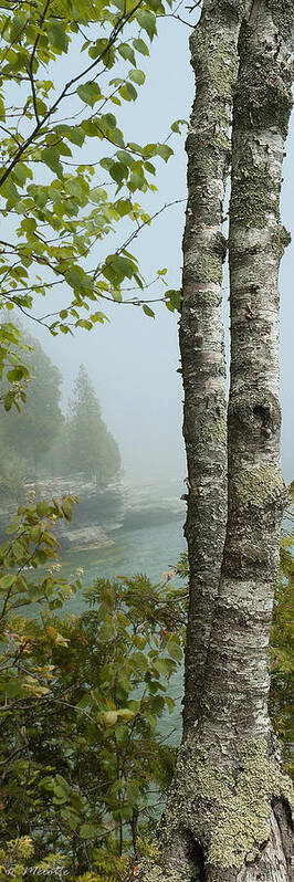Beauty In Nature Art Print featuring the photograph The Birch at Cave Point by Rod Melotte
