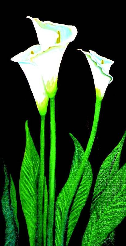 Flower Art Print featuring the painting Calla Lilies by Victoria Rhodehouse