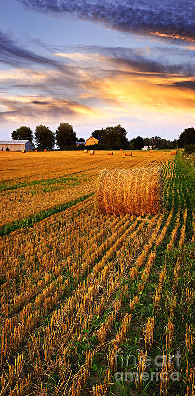 Farm Art Print featuring the photograph Sunset over farm field with hay bales by Elena Elisseeva