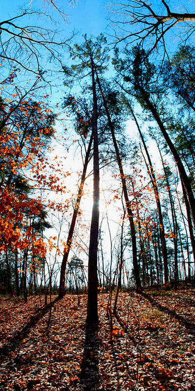 Mark Twain Forest Art Print featuring the photograph Mark Twain Forest by Jon Emery