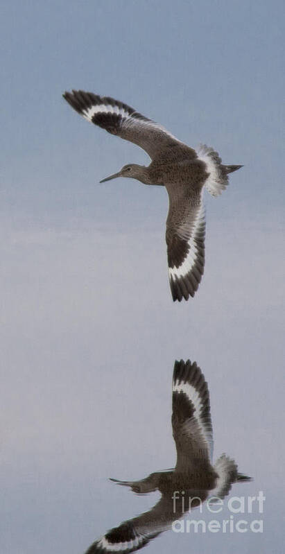 Willet Art Print featuring the photograph Pretty Willet by Ursula Lawrence