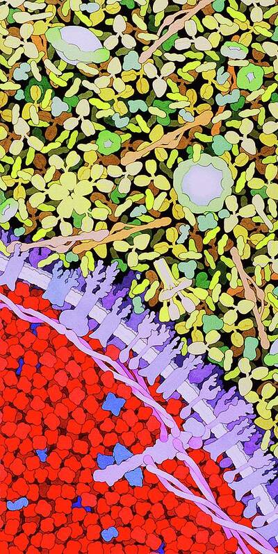 Rbc Art Print featuring the photograph Red Blood Cell by David Goodsell/science Photo Library