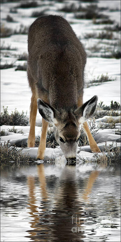 Thirst Quenching Deer Art Print featuring the photograph Thirst Quenching Deer by Priscilla Burgers