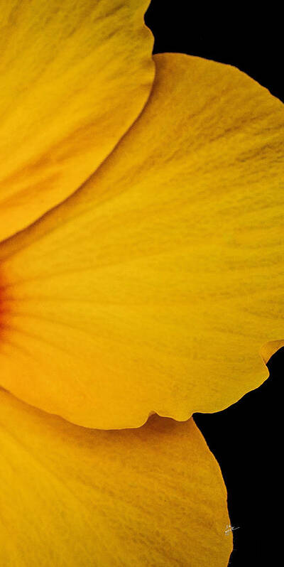 Yellow Hibiscus Art Print featuring the photograph Yellow Hibiscus Right Side of Triptych by TK Goforth