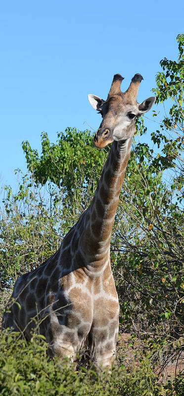 Giraffe Art Print featuring the photograph You Called by Allan McConnell