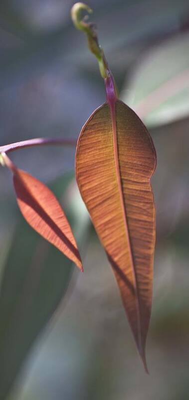 Flora Art Print featuring the photograph Baby gum. by Carole Hinding