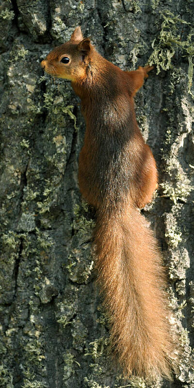 Squirrel Art Print featuring the photograph Red Squirrel #1 by Gavin Macrae