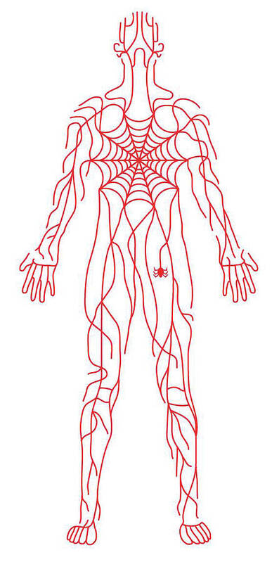 One Person Art Print featuring the drawing Anatomy of human body and spider web by Timothy Goodman