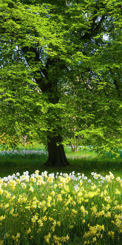 Daffodils Art Print featuring the photograph Daffodils and Narcissus under Tree by Philip Enticknap
