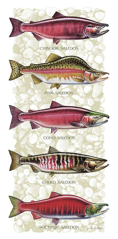 Jon Q Wright Art Print featuring the painting Five Salmon Species by JQ Licensing