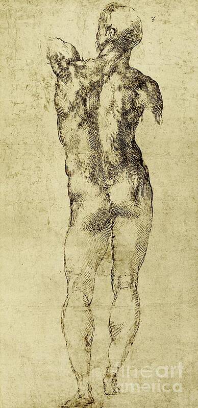 Buonarroti Art Print featuring the drawing Male nude by Michelangelo