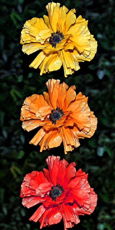 Poppy Seed Art Print featuring the photograph Poppy Poppy Poppy by Angelina Tamez