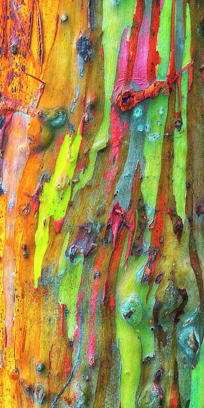 Hawaii Art Print featuring the photograph Rainbow Eucalyptus Kauai Hawaii 7R2_DSC5061_01162018 by Greg Kluempers