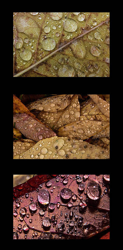 Raindrops Art Print featuring the photograph Raindrops on Leaves Triptych by Ira Marcus