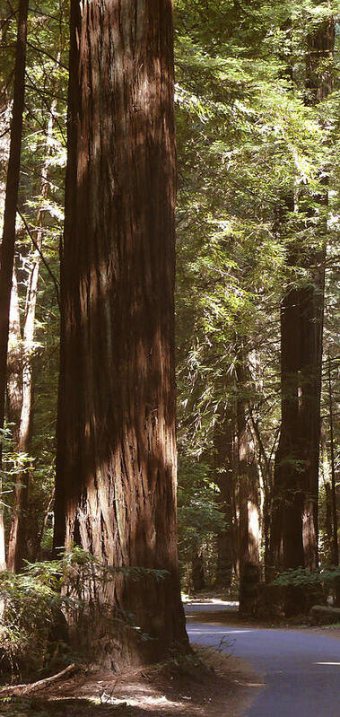 Redwood Tree Art Print featuring the photograph Redwoods by Mike McGlothlen