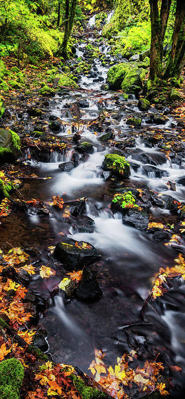 Salvation Creek Art Print featuring the photograph Salvation Creek in Columbia River Gorge by Vishwanath Bhat