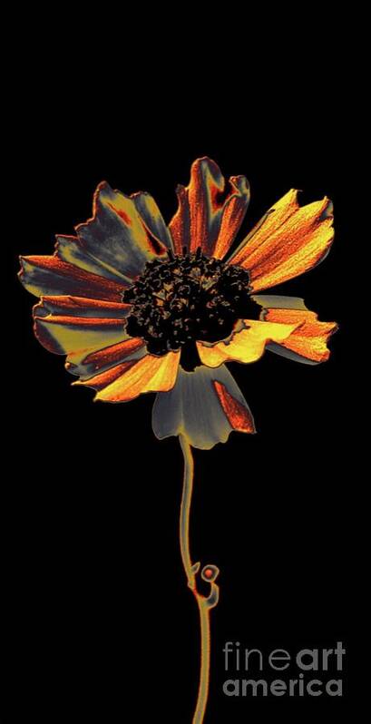 Flower Art Print featuring the photograph Uniquely Solo by Dani McEvoy