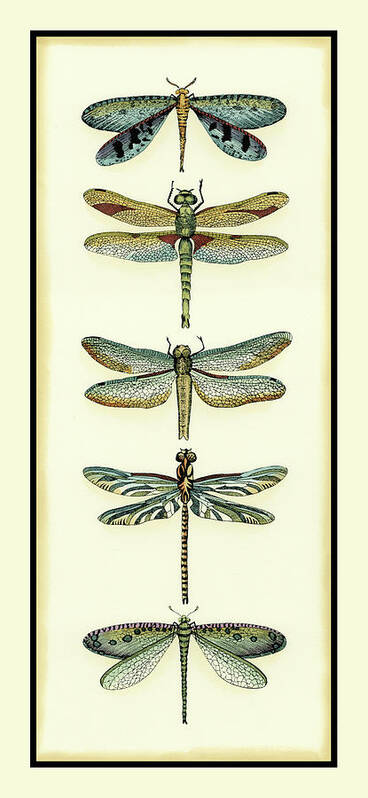 Animals Art Print featuring the painting Dragonfly Collector I #2 by Chariklia Zarris