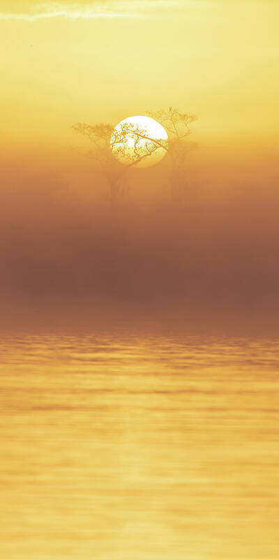 Central Florida Art Print featuring the photograph Foggy Wetlands Sunrise by Stefan Mazzola