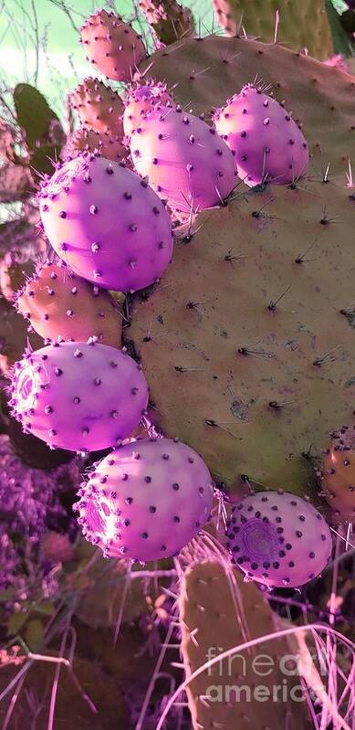 Prickly Pear Cactus Art Print featuring the photograph Prickly pear cactus by Paola Baroni