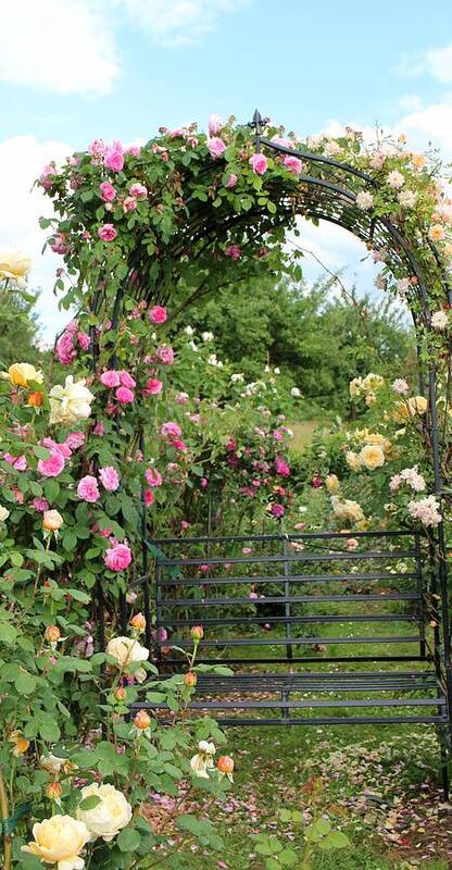 Clear Sky Art Print featuring the photograph Rose Gate by Fotolinchen