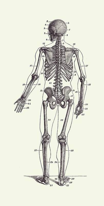 Human Body Art Print featuring the drawing Backward Facing Skeletal Diagram - Vintage Anatomy Print 2 by Vintage Anatomy Prints