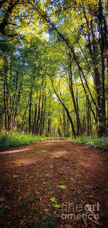Forest Art Print featuring the photograph Beautiful forest biking and hiking trail by Mendelex Photography