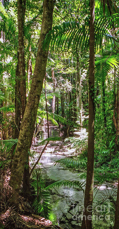 Rain Forest Art Print featuring the photograph Fraser Island Rain Forest by Frank Lee
