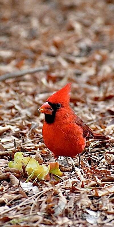 Hungry Male Northern Cardinal Art Print featuring the digital art Hungry Male Northern Cardinal by Tammy Keyes