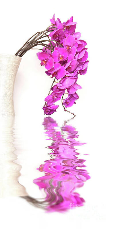 Orchid Art Print featuring the photograph Reflections of orchids by Delphimages Photo Creations