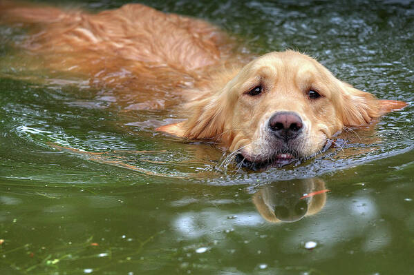 Irish dog retrieving a stick from te water